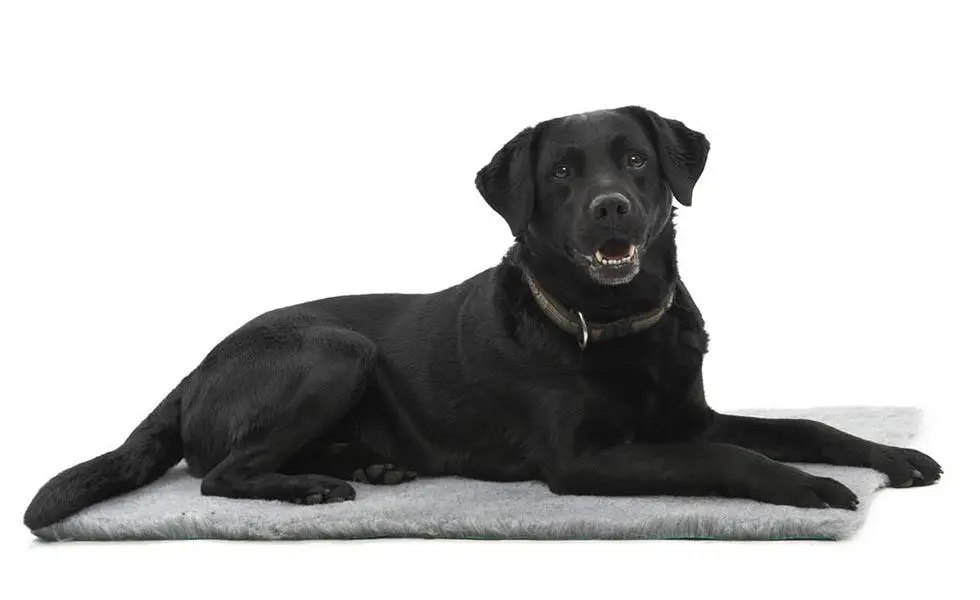 VET BED KRUUSE 48 X 38 CM, GRIS